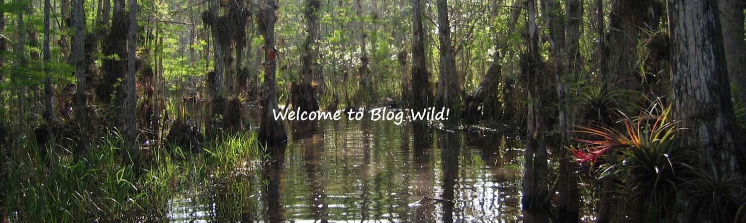 blog wild welcome